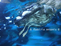 A DeaD Sea-Gull.. "Some say the end is near.." by Antonis Tsakiris 